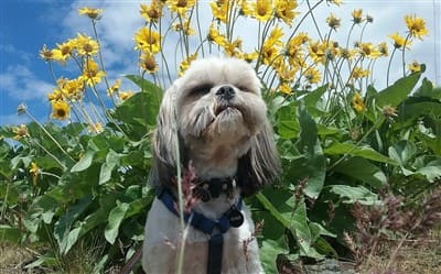 Shih tzu in store heat